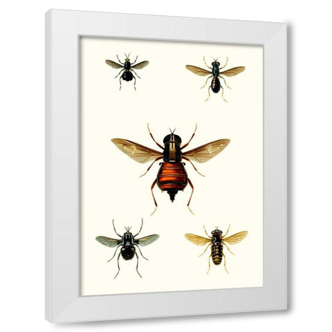 Entomology Series III White Modern Wood Framed Art Print by Blanchard
