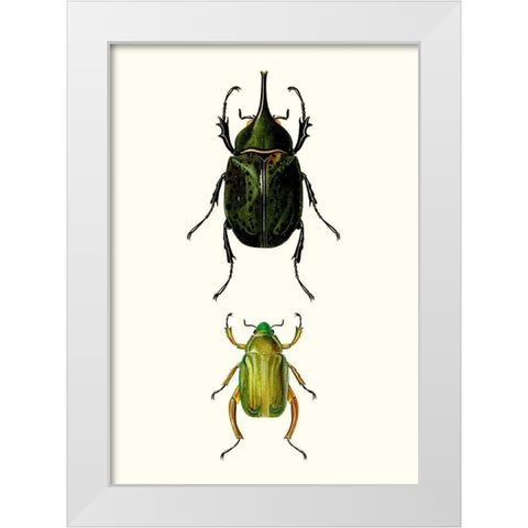 Entomology Series IV White Modern Wood Framed Art Print by Blanchard