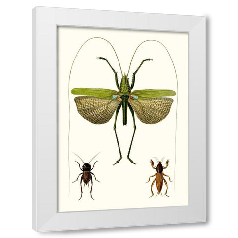 Entomology Series V White Modern Wood Framed Art Print by Blanchard