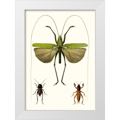 Entomology Series V White Modern Wood Framed Art Print by Blanchard