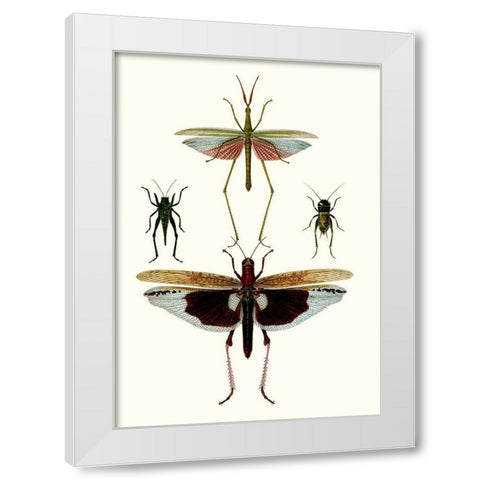 Entomology Series VI White Modern Wood Framed Art Print by Blanchard