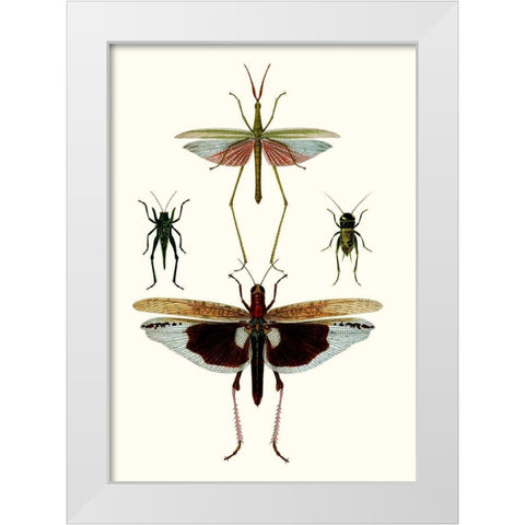 Entomology Series VI White Modern Wood Framed Art Print by Blanchard