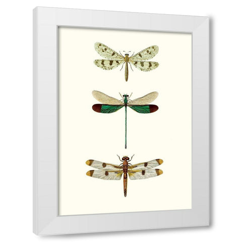 Entomology Series VII White Modern Wood Framed Art Print by Blanchard