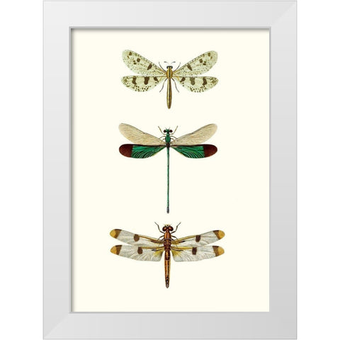 Entomology Series VII White Modern Wood Framed Art Print by Blanchard