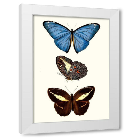 Entomology Series VIII White Modern Wood Framed Art Print by Blanchard