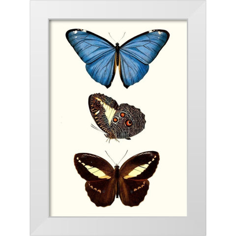 Entomology Series VIII White Modern Wood Framed Art Print by Blanchard
