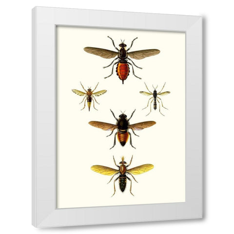 Entomology Series IX White Modern Wood Framed Art Print by Blanchard