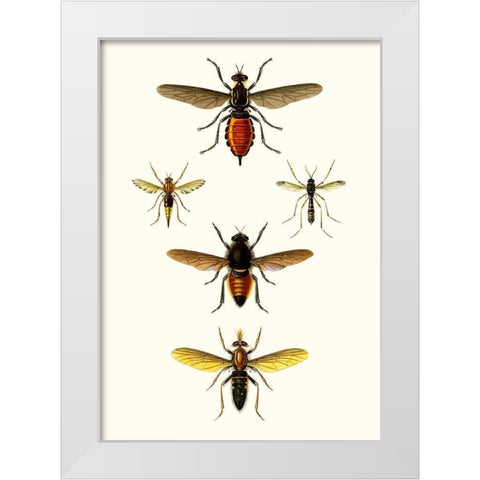 Entomology Series IX White Modern Wood Framed Art Print by Blanchard