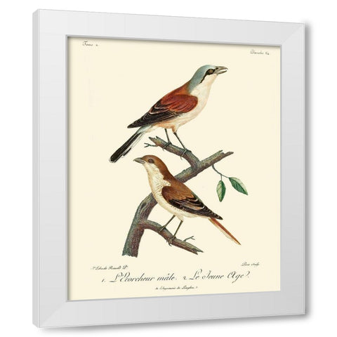Vintage French Birds I White Modern Wood Framed Art Print by de Langlois