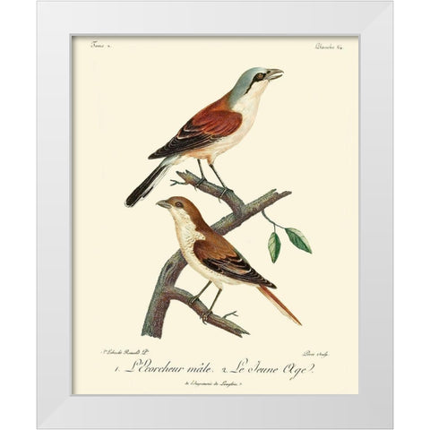 Vintage French Birds I White Modern Wood Framed Art Print by de Langlois