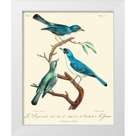 Vintage French Birds IV White Modern Wood Framed Art Print by de Langlois