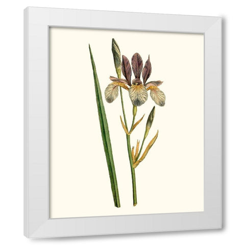 Antique Iris I White Modern Wood Framed Art Print by Curtis