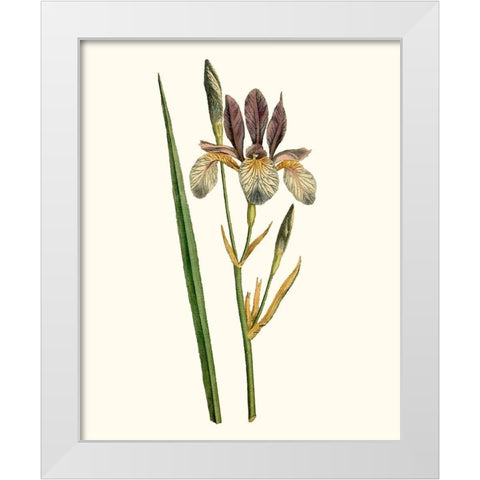 Antique Iris I White Modern Wood Framed Art Print by Curtis