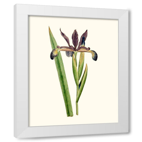 Antique Iris III White Modern Wood Framed Art Print by Curtis