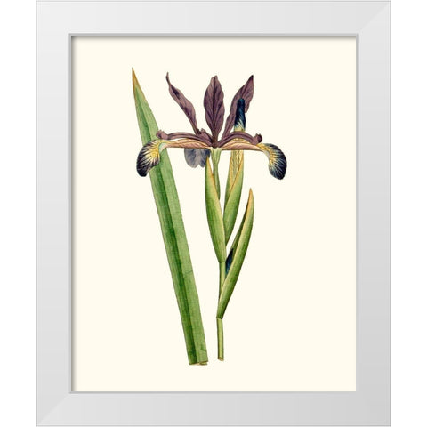 Antique Iris III White Modern Wood Framed Art Print by Curtis