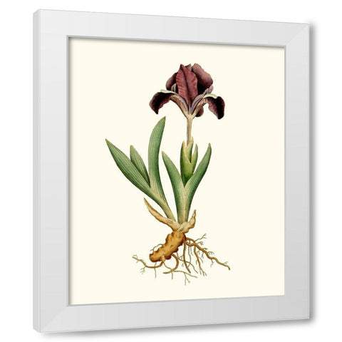 Antique Iris IV White Modern Wood Framed Art Print by Curtis