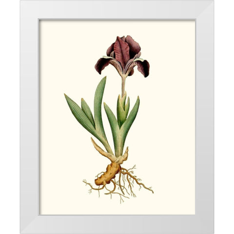 Antique Iris IV White Modern Wood Framed Art Print by Curtis