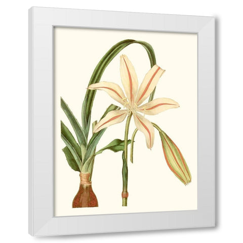 Antique Amaryllis I White Modern Wood Framed Art Print by Curtis