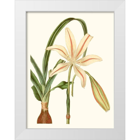 Antique Amaryllis I White Modern Wood Framed Art Print by Curtis