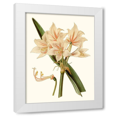 Antique Amaryllis II White Modern Wood Framed Art Print by Curtis