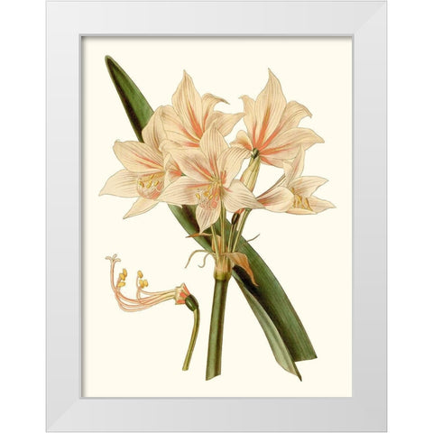 Antique Amaryllis II White Modern Wood Framed Art Print by Curtis