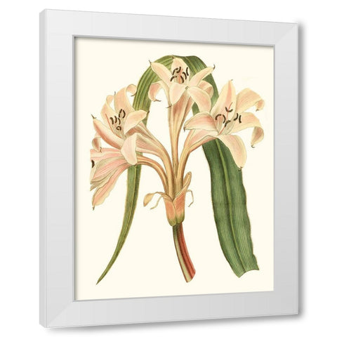 Antique Amaryllis III White Modern Wood Framed Art Print by Curtis
