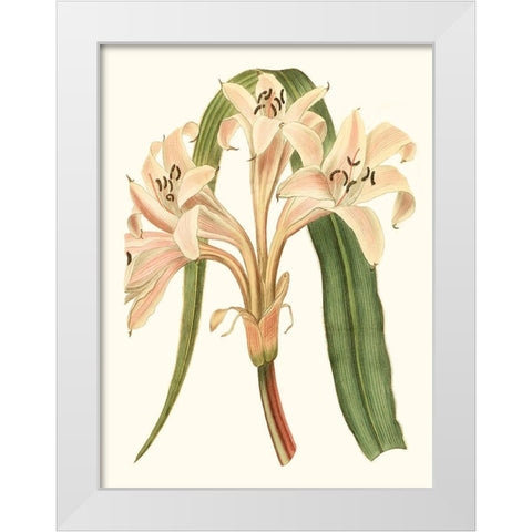 Antique Amaryllis III White Modern Wood Framed Art Print by Curtis