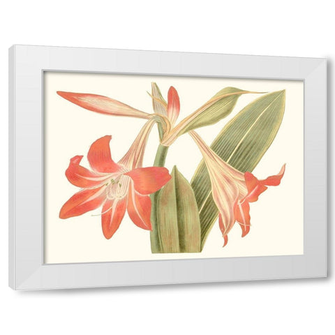 Antique Amaryllis IV White Modern Wood Framed Art Print by Curtis
