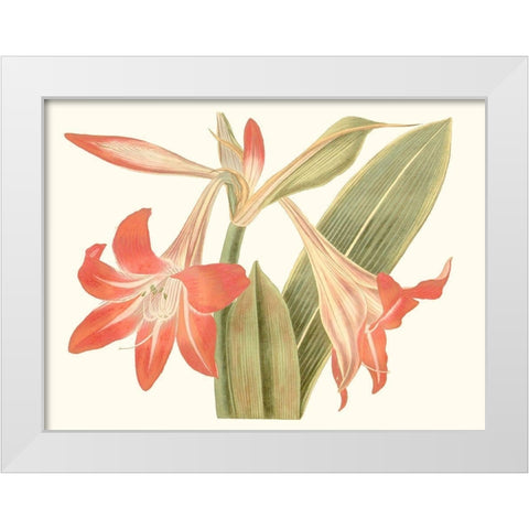 Antique Amaryllis IV White Modern Wood Framed Art Print by Curtis