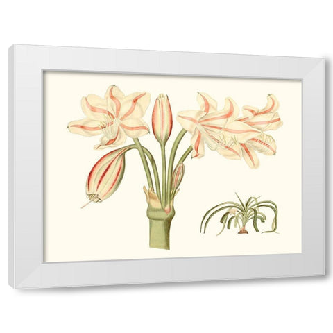 Antique Amaryllis V White Modern Wood Framed Art Print by Curtis