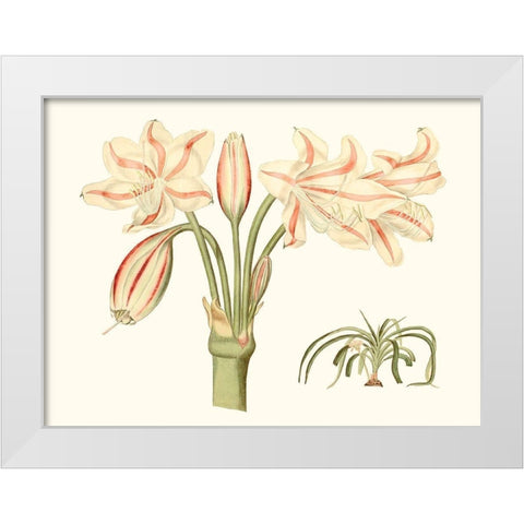 Antique Amaryllis V White Modern Wood Framed Art Print by Curtis