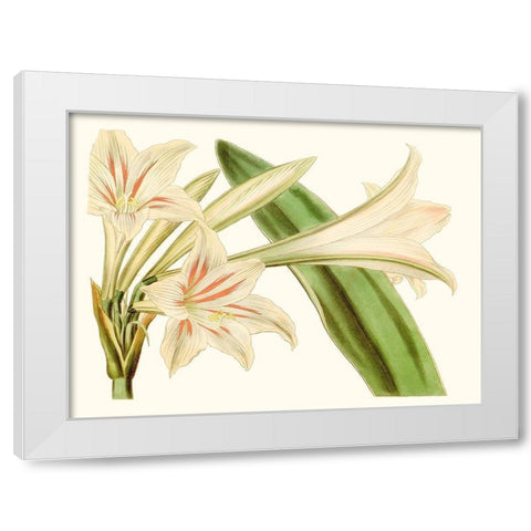 Antique Amaryllis VI White Modern Wood Framed Art Print by Curtis
