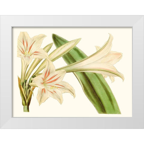 Antique Amaryllis VI White Modern Wood Framed Art Print by Curtis