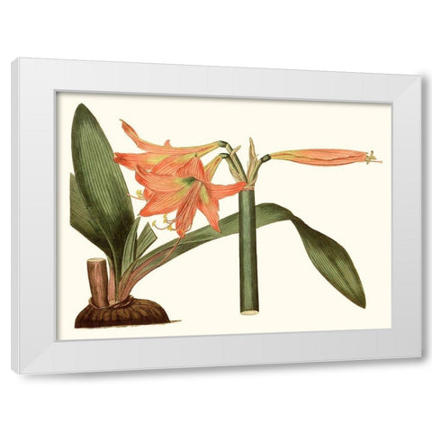 Antique Amaryllis VII White Modern Wood Framed Art Print by Curtis