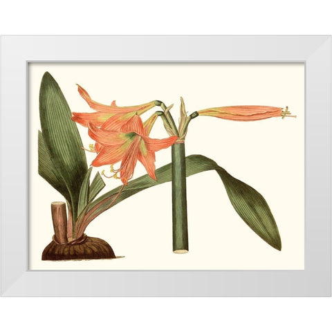 Antique Amaryllis VII White Modern Wood Framed Art Print by Curtis