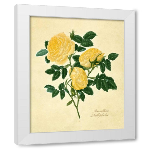 Double Yellow Rose White Modern Wood Framed Art Print by Lawrence, Mary