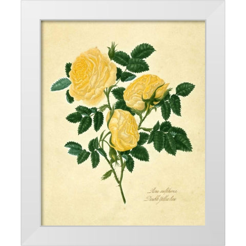 Double Yellow Rose White Modern Wood Framed Art Print by Lawrence, Mary