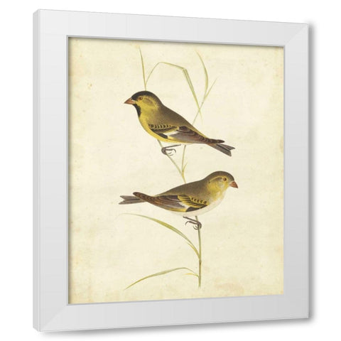 Goldfinch White Modern Wood Framed Art Print by Cassin