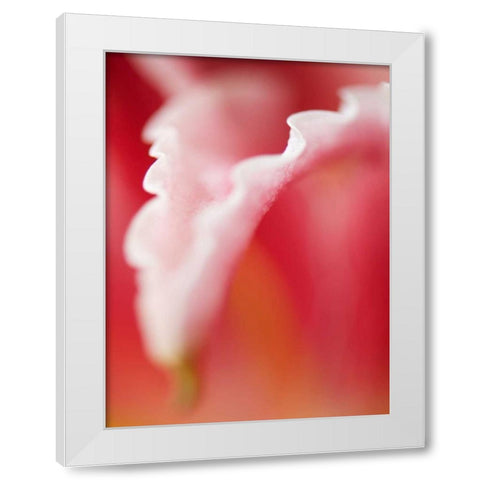 Macro Tulip I White Modern Wood Framed Art Print by Nourock, Jonathan