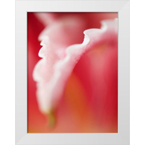 Macro Tulip I White Modern Wood Framed Art Print by Nourock, Jonathan