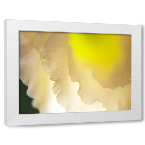 White Lisianthus II White Modern Wood Framed Art Print by Nourock, Jonathan