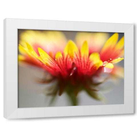 Gaillardia II White Modern Wood Framed Art Print by Nourock, Jonathan