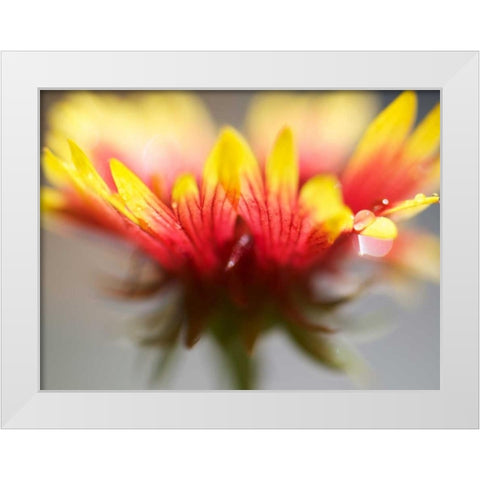 Gaillardia II White Modern Wood Framed Art Print by Nourock, Jonathan