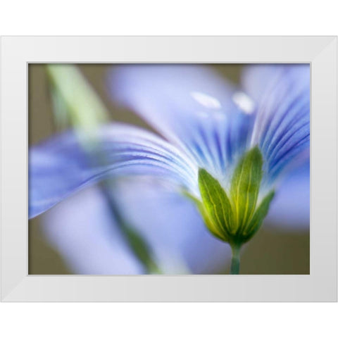 Blue Flax I White Modern Wood Framed Art Print by Nourock, Jonathan