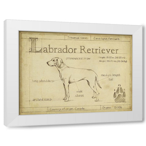 Antique Labrador Retriever (ASH) White Modern Wood Framed Art Print by Harper, Ethan