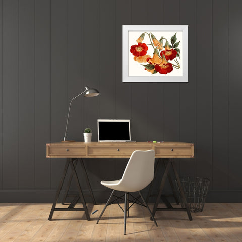Striking Coral Botanicals IV White Modern Wood Framed Art Print by Curtis