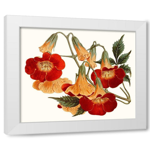 Striking Coral Botanicals IV White Modern Wood Framed Art Print by Curtis