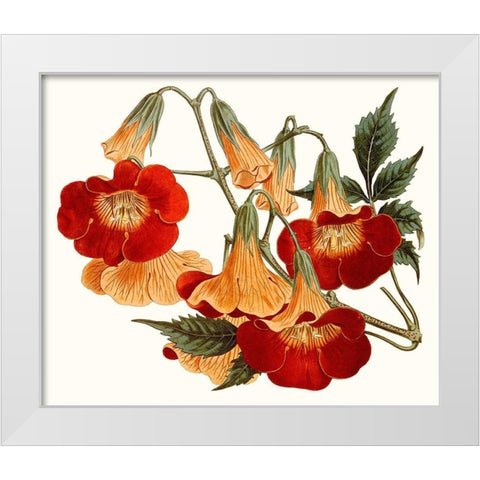 Striking Coral Botanicals IV White Modern Wood Framed Art Print by Curtis