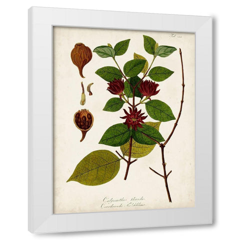 Antique Greenery I White Modern Wood Framed Art Print by Unknown