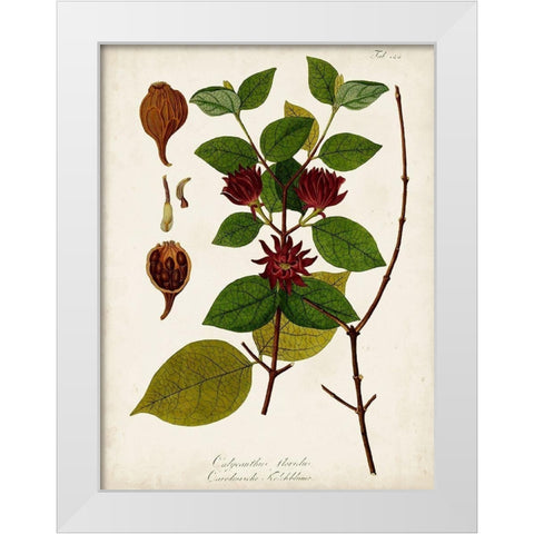 Antique Greenery I White Modern Wood Framed Art Print by Unknown